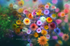 www.pictures-ai.de_Andrea-Spaeth_Hintergrund_floral_001_WZ