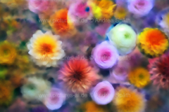 www.pictures-ai.de_Andrea-Spaeth_Hintergrund_floral_002_WZ