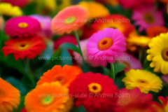 www.pictures-ai.de_Andrea-Spaeth_Hintergrund_floral_004_WZ