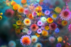 www.pictures-ai.de_Andrea-Spaeth_Hintergrund_floral_005_WZ