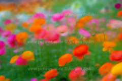 www.pictures-ai.de_Andrea-Spaeth_Hintergrund_floral_007_WZ