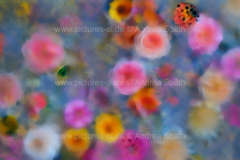 www.pictures-ai.de_Andrea-Spaeth_Hintergrund_floral_008_WZ