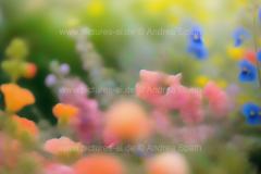 www.pictures-ai.de_Andrea-Spaeth_Hintergrund_floral_013_WZ