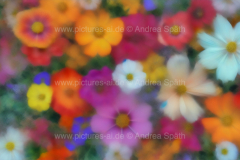 www.pictures-ai.de_Andrea-Spaeth_Hintergrund_floral_014_WZ