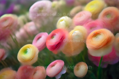 www.pictures-ai.de_Andrea-Spaeth_Hintergrund_floral_015_WZ