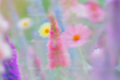 www.pictures-ai.de_Andrea-Spaeth_Hintergrund_floral_016_WZ