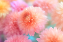 www.pictures-ai.de_Andrea-Spaeth_Hintergrund_floral_017_WZ