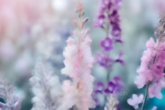 www.pictures-ai.de_Andrea-Spaeth_Hintergrund_floral_018_WZ