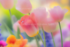 www.pictures-ai.de_Andrea-Spaeth_Hintergrund_floral_019_WZ