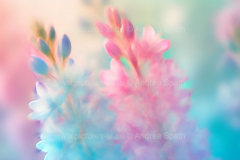 www.pictures-ai.de_Andrea-Spaeth_Hintergrund_floral_021_WZ