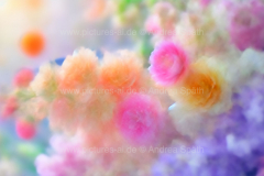 www.pictures-ai.de_Andrea-Spaeth_Hintergrund_floral_022_WZ