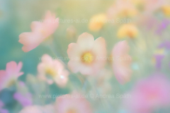 www.pictures-ai.de_Andrea-Spaeth_Hintergrund_floral_023_WZ