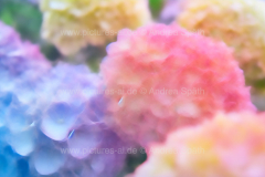 www.pictures-ai.de_Andrea-Spaeth_Hintergrund_floral_024_WZ