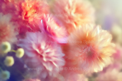 www.pictures-ai.de_Andrea-Spaeth_Hintergrund_floral_025_WZ