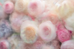 www.pictures-ai.de_Andrea-Spaeth_Hintergrund_floral_026_WZ