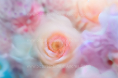 www.pictures-ai.de_Andrea-Spaeth_Hintergrund_floral_027_WZ