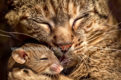 Katze_Maus_andreaspaethfotodesign_KIWZ