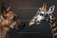 www.pictures-ai.de_Andrea-Spaeth_Giraffe_Hund_026_WZ