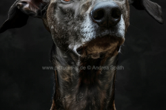www.pictures-ai.de_Andrea-Spaeth_Hundeportraits_006_WZ