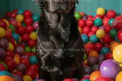 www.pictures-ai.de_Andrea-Spaeth_Hundeportraits_008_WZ