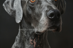 www.pictures-ai.de_Andrea-Spaeth_Hundeportraits_010_WZ