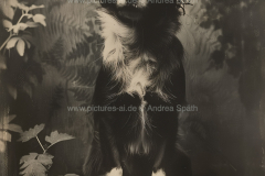 www.pictures-ai.de_Andrea-Spaeth_Hundeportraits_012_WZ