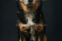 www.pictures-ai.de_Andrea-Spaeth_Hundeportraits_015_WZ