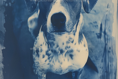 www.pictures-ai.de_Andrea-Spaeth_Hundeportraits_035_WZ