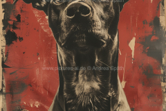 www.pictures-ai.de_Andrea-Spaeth_Hundeportraits_052_WZ
