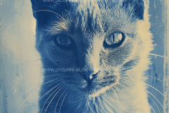 www.pictures-ai.de_Andrea-Spaeth_Katzenportraits_014_WZ