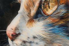 www.pictures-ai.de_Andrea-Spaeth_Katzenportraits_032_WZ