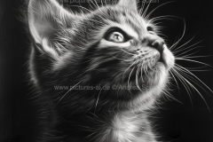 www.pictures-ai.de_Andrea-Spaeth_Katzenportraits_036_WZ