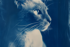 www.pictures-ai.de_Andrea-Spaeth_Katzenportraits_039_WZ