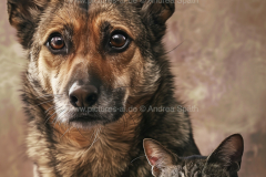 www.pictures-ai.de_Andrea-Spaeth_cat_dog_art_010_WZ