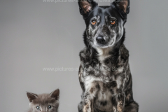 www.pictures-ai.de_Andrea-Spaeth_cat_dog_art_011_WZ