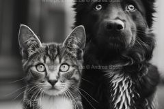 www.pictures-ai.de_Andrea-Spaeth_cat_dog_art_015_WZ